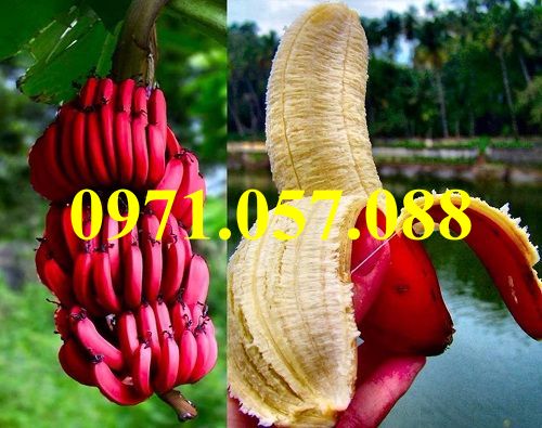 Cây giống chuối đỏ